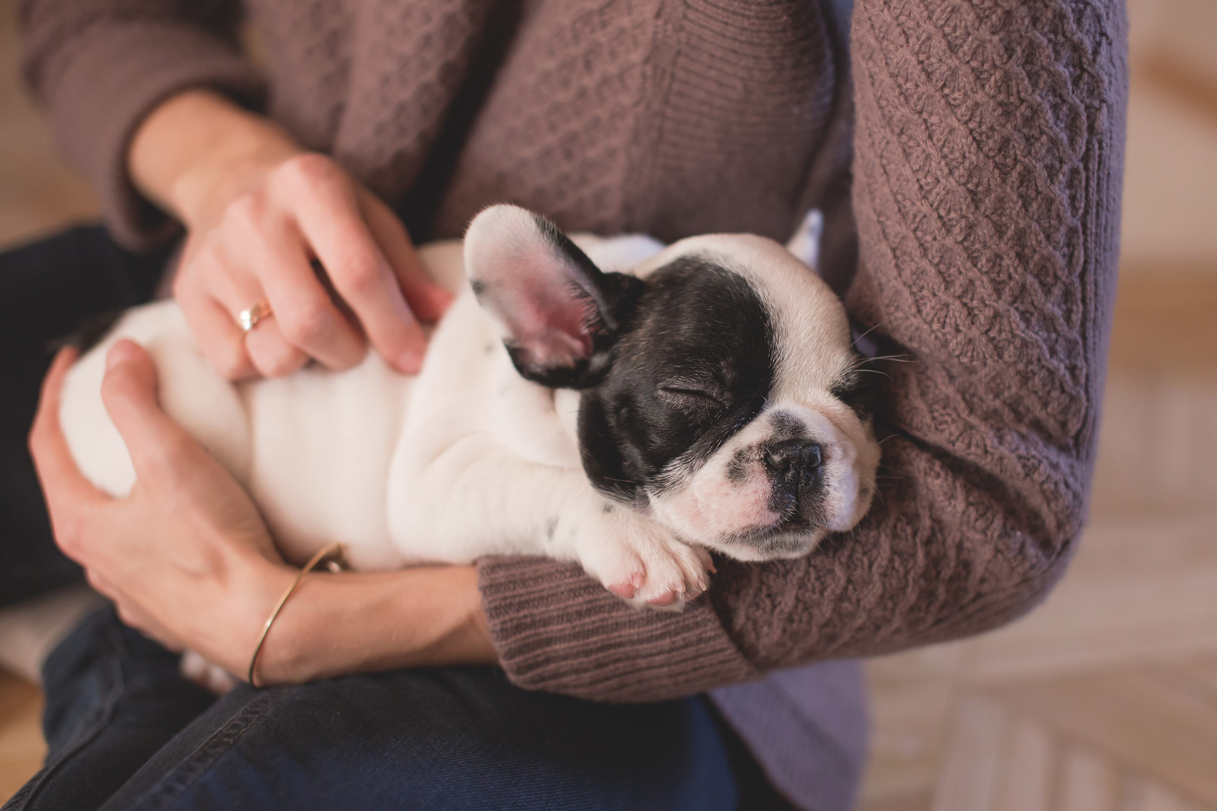 Scottish company gives staff time off to care for new pets